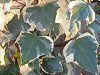 �A�C�r�[(Ivy)