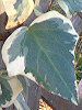 �A�C�r�[(Ivy)
