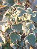 �A�C�r�[(Ivy)