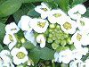 �X�C�[�g�A���b�T��(Sweet alyssum)