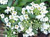 �X�C�[�g�A���b�T��(Sweet alyssum)