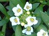 �X�C�[�g�A���b�T��(Sweet alyssum)