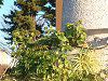 �����^�i(Lantana)