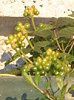 �����^�i(Lantana)