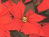 �|�C���Z�`�A(Poinsettia)