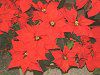 �|�C���Z�`�A(Poinsettia)