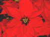 �|�C���Z�`�A(Poinsettia)