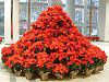 �|�C���Z�`�A(Poinsettia)