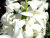 �q���V���X(Hyacinth)