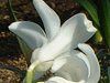 �q���V���X(Hyacinth)