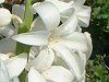 �q���V���X(Hyacinth)