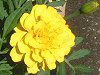 �}���[�S�[���h(Marigold)-yellow
