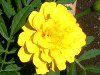 �}���[�S�[���h(Marigold)-yellow
