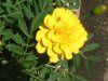 �}���[�S�[���h(Marigold)-yellow