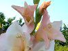 �O���W�I���X(Gladiolus)