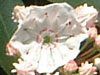 �J���~�A�E���e�B�t�H���A(Kalmia latifolia)