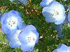 �l���t�B���E�����W�[�W�[(Nemophila menziesii)