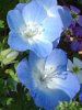 �l���t�B���E�����W�[�W�[(Nemophila menziesii)
