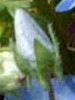�l���t�B���E�����W�[�W�[(Nemophila menziesii)
