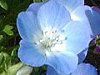 �l���t�B���E�����W�[�W�[(Nemophila menziesii)