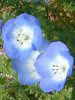 �l���t�B���E�����W�[�W�[(Nemophila menziesii)