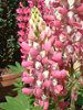 ���s�i�X(Lupinus)