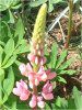 ���s�i�X(Lupinus)