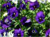 �p���W�[(Panzy)