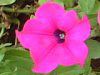 �y�`���j�A(Petunia)