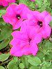 �y�`���j�A(Petunia)
