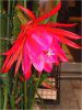 �I�[�L�b�h�J�N�^�X�iOrchid cactus�j