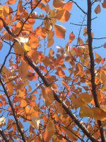 �g�t�������̗t