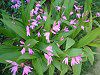 �V����(����)