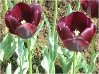 `[bv(Tulip)