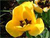 �`���[���b�v(Tulip)