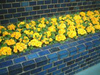 �v�������W�����A��