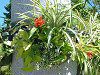 �O�Y�}�j�A�E�}�O�j�t�B�J(Guzmania magnifica)