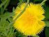 �C�G���[�T���^���iYellow Sultan�j