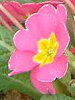 �v�������E�|���A���T(Primula polyantha)