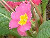 �v�������E�|���A���T(Primula polyantha)