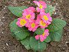 �v�������E�|���A���T2(Primula polyantha)