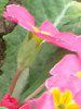 �v�������E�|���A���T(Primula polyantha)