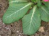 �v�������E�|���A���T5(Primula polyantha)
