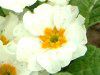 �v�������E�|���A���T(Primula polyantha)