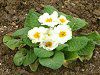 �v�������E�|���A���T47(Primula polyantha)