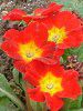 �v�������E�|���A���T(Primula polyantha)