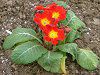 �v�������E�|���A���T(Primula polyantha)