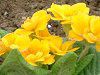 �v�������E�|���A���T(Primula polyantha)
