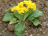 �v�������E�|���A���T(Primula polyantha)