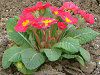 �v�������E�|���A���T53(Primula polyantha)